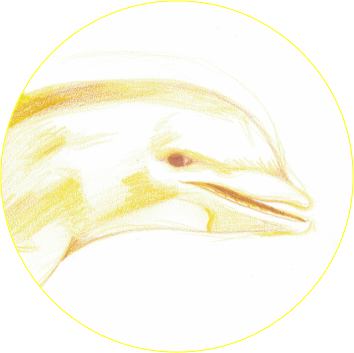 Dolphin